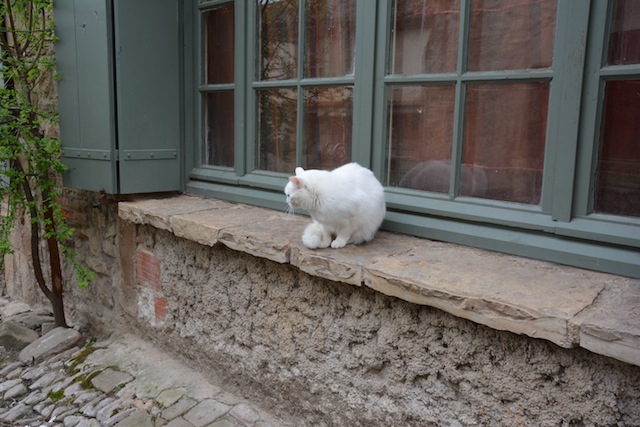 Chat Blanc Cordes sur Ciel