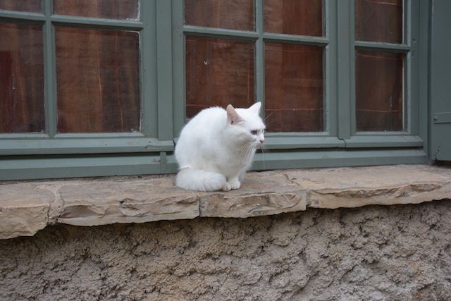 Chat Blanc Cordes sur Ciel