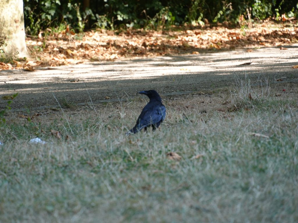 DSC01618